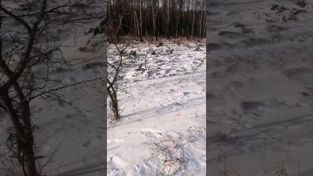 Сбор валежника. Сколько можно ЗАРАБОТАТЬ? #Деньги на дровах смотреть онлайн