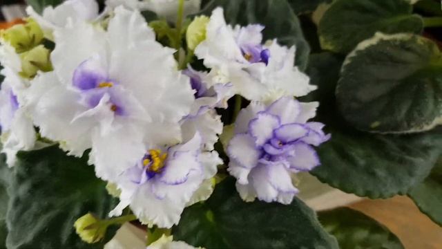 Моя домашняя выставка фиалок в локдаун! смотреть онлайн