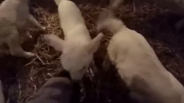 Первый приплод: только-только родились три беленькие козочки 🐐🐐🐐 смотреть онлайн