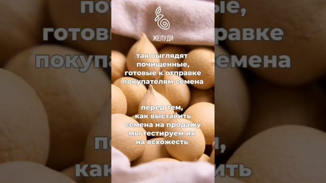 Саговник из семян. Необычное растение с большой историей смотреть онлайн