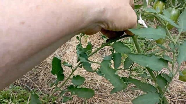 17 июля в теплице: обзор томатов, обработка огурцов от паутинного клеща. смотреть онлайн