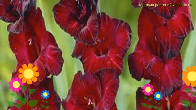 Гладиолус гибридный Песара. Краткий обзор, описание характеристик, где купить луковицы Pesara смотреть онлайн