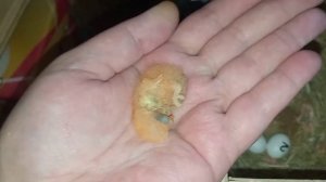 Размножение ПОПУГАЕВ. Первая кладка, просвечивание яиц, рождение птенцов. / Июнь 2022