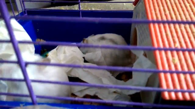 Почему хомяк кусается смотреть онлайн