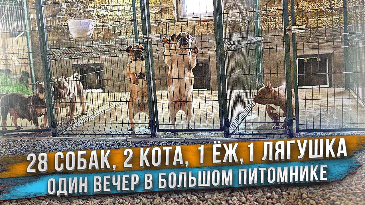 Готовы увидеть 30 собак? Максимум наших собак в одном видео! 28 собак, 2 кота, 1 ёж и 1 лягушка! смотреть онлайн