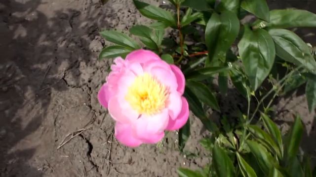 Lactiflora Bowl of Beauty | R2 Flowers BV | Peonies смотреть онлайн