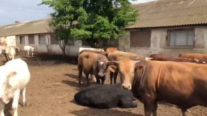 КАКИХ  БЫЧКОВ  ЛУЧШЕ ПОКУПАТЬ ДЛЯ ОТКОРМА ЕСТЬ 3 ПОРОДЫ