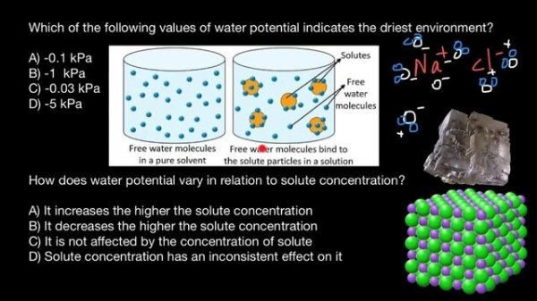 Water Potential quiz questions -3