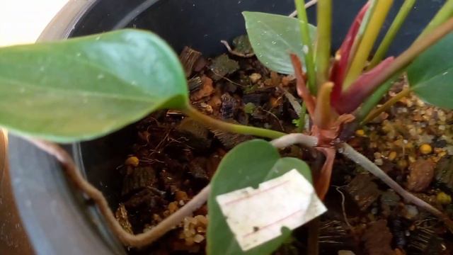 Rainbow champion ඇන්තූරියම් මල් සමඟ | anthurium wagawa | beautiful anthurium смотреть онлайн