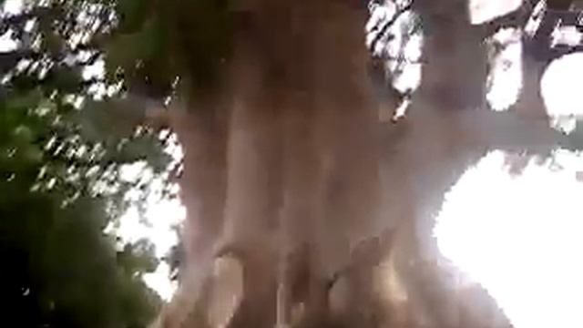 The happy family, the happy tree смотреть онлайн