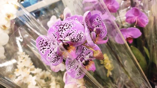 ШИКАРНЫЙ ЗАВОЗ ОРХИДЕЙ в кастораму. мультифлоры, биглипы, пират, потер ORCHIDS / PHALAENOPSIS смотреть онлайн