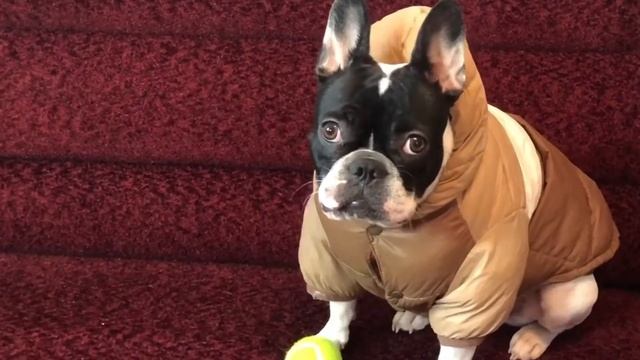 #Сюзифранцузскийбульдог Пример видео из готовых видео, снятых на телефон смотреть онлайн