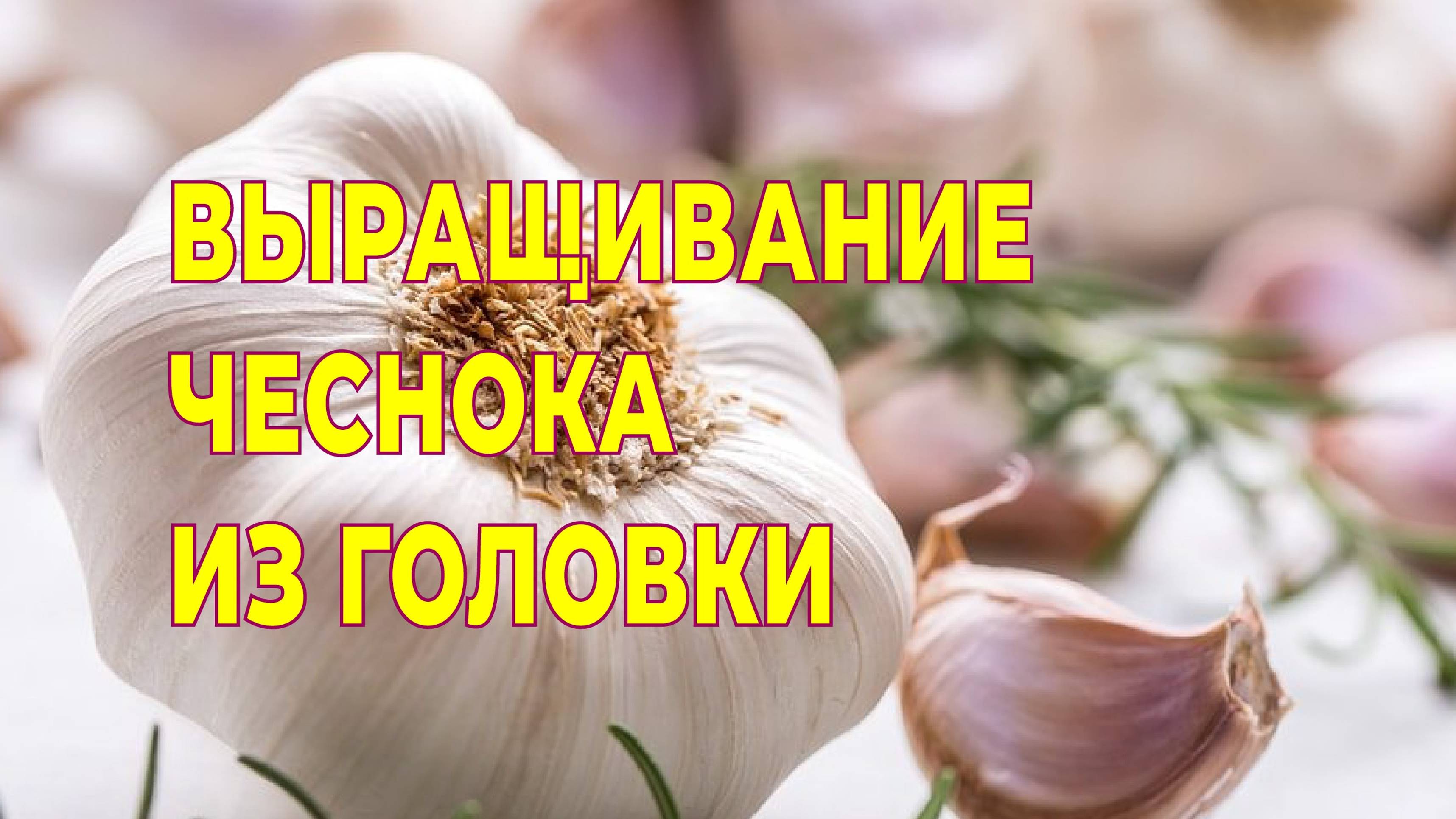 Выращивание чеснока из головки.Мой эксперимент. смотреть онлайн