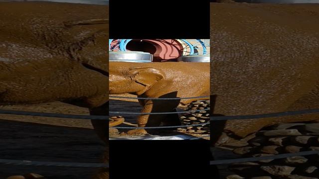 СЛОН.mp4 смотреть онлайн