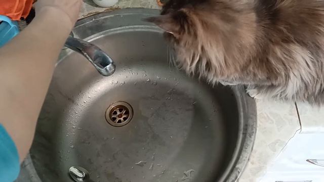 Кошка валяется на столе и любит воду смотреть онлайн