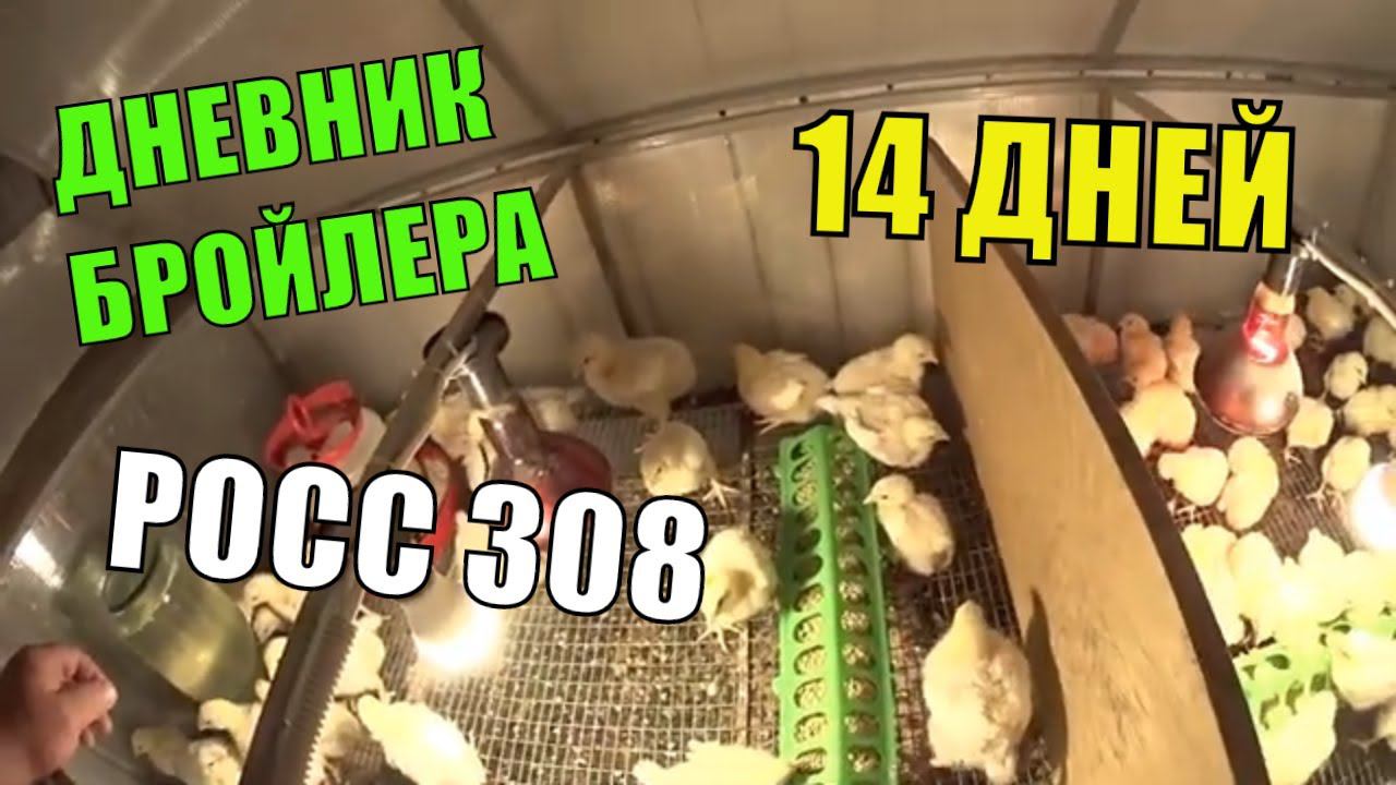 РОСС 308 /14 Дней /Дневник Бройлера смотреть онлайн