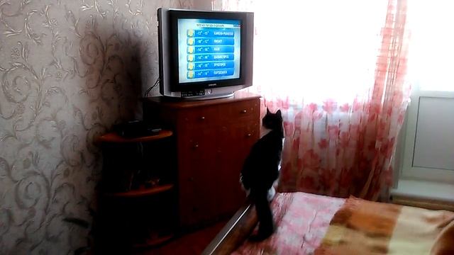 Кошка синоптик