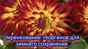 Вегетативные георгины. Черенкование для зимнего хранения