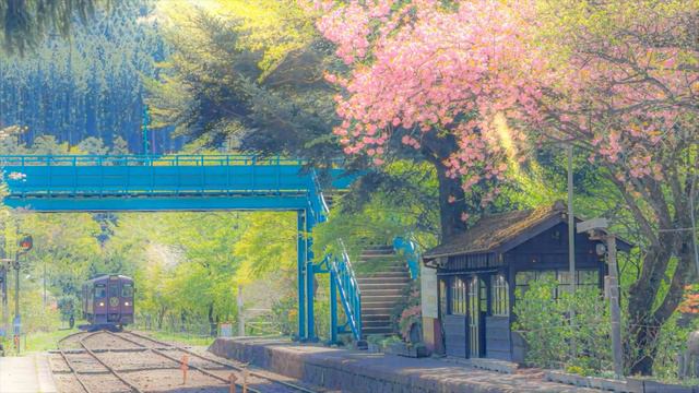 Sakura train live wallpaper Anime live wallpaper (4k) смотреть онлайн