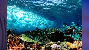 §29 "Жизнь под угрозой", Биология 5 класс, Сивоглазов, Плешаков.mp4