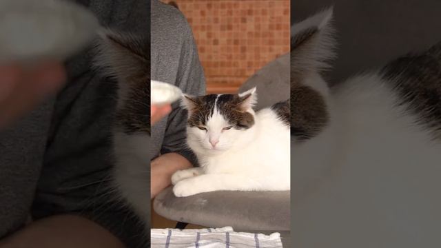 Что можно сделать из кефира :3 #shorts смотреть онлайн