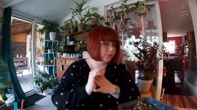 🌿BLA BLA PLANTES #3🌿 Un petit bilan #boutures🌱 et sauvetages🚑 смотреть онлайн