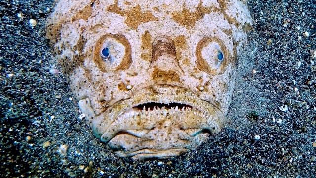 Lembeh 2019 / Sulawesi