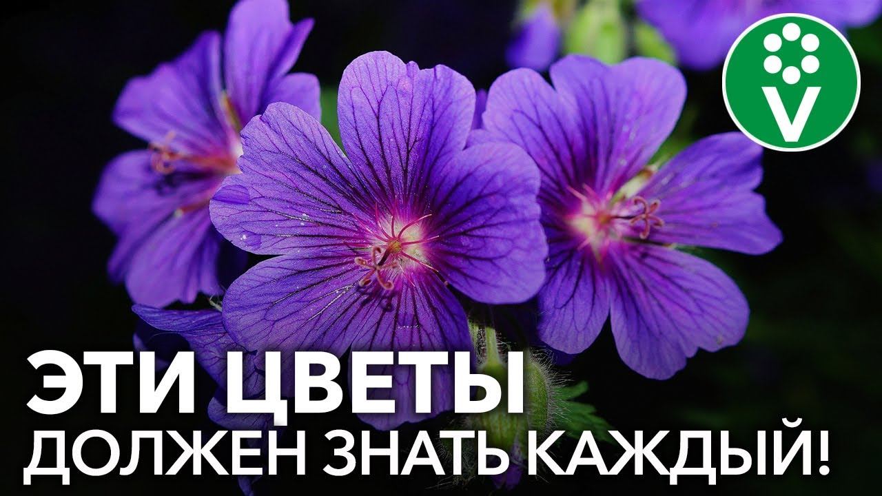 10 неприхотливых многолетников, цветущих все лето! смотреть онлайн