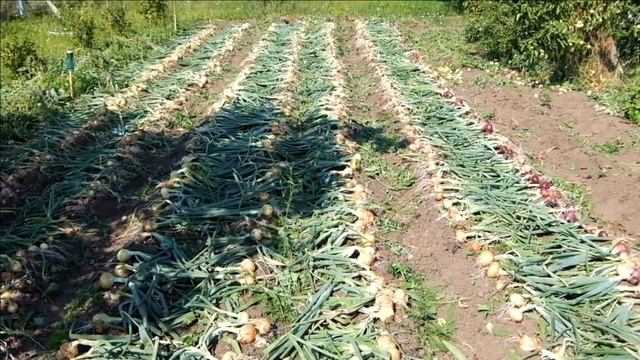 Урожай ЛУКА в гребнях . смотреть онлайн