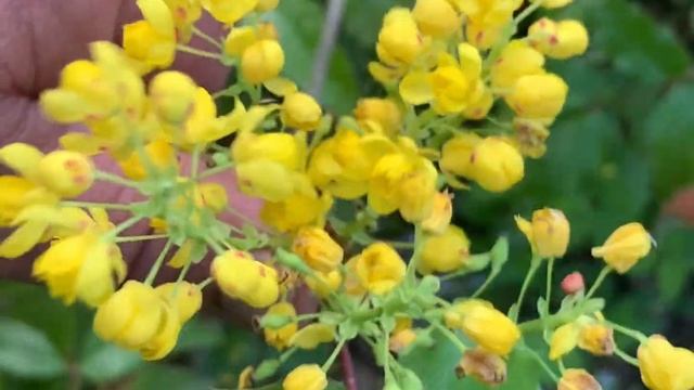 Вечнозеленая магония. смотреть онлайн