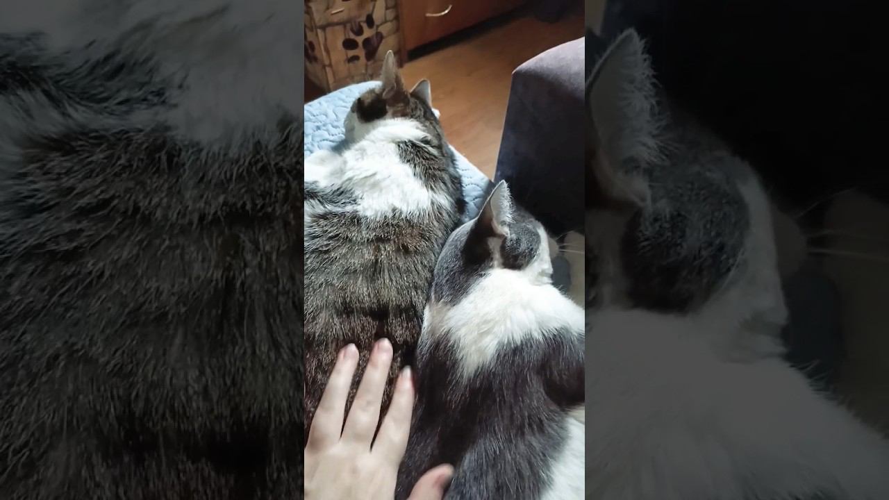 Почему нельзя будить кошек!?#лайк #питомец #мурзик #кот #котик #мура #сон #почему смотреть онлайн