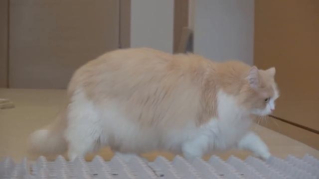 Egg Carton Challenge! Can My Cats Cross the Bumpy Road | Kittisaurus смотреть онлайн