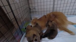 Щенкам шпица 14 дней. Уход за щенками