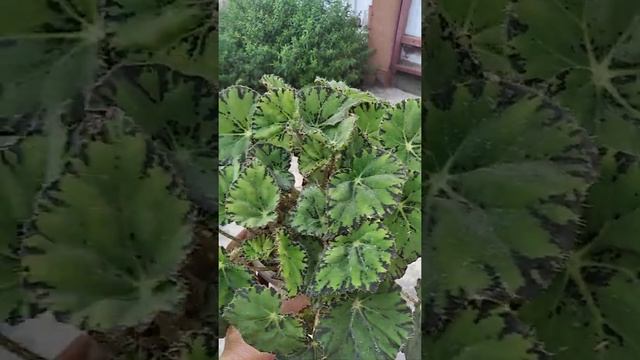 Тигровая бегония смотреть онлайн