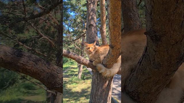Котенок Мейн Кун - очень крупный смотреть онлайн