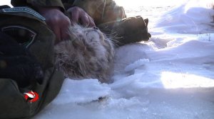 Манул в Даурском заповеднике