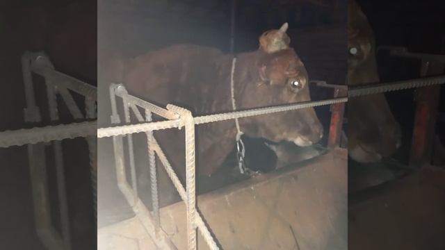 БЫК ЛИМУЗИНЫ? смотреть онлайн