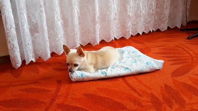 Как приучить собаку ходить в туалет на пеленку?//как отучить от пеленки и приучить к улице?))? смотреть онлайн