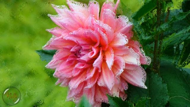 Цветочная фантазия (бесплатный проект + видеомаски) смотреть онлайн