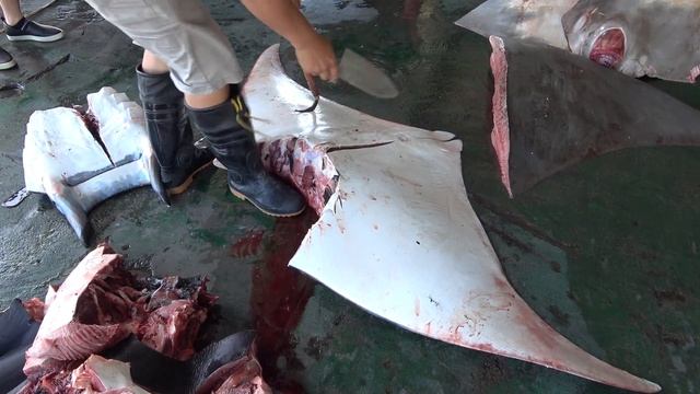 200 Kg Endangered Giant Manta Ray Fish Slicing & Cutting