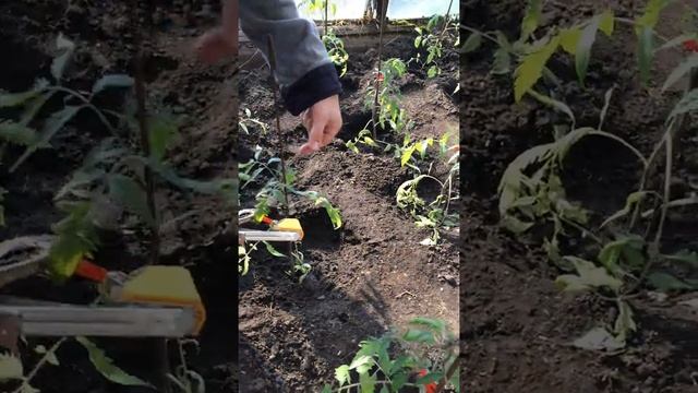 Тапенер. Садовый степлер. Как пользоваться. смотреть онлайн