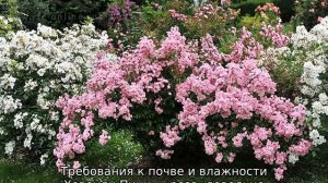 Роза Хэвенли Пинк