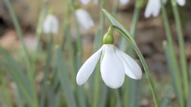 Snowdrop flowers opening close up time-lapse смотреть онлайн