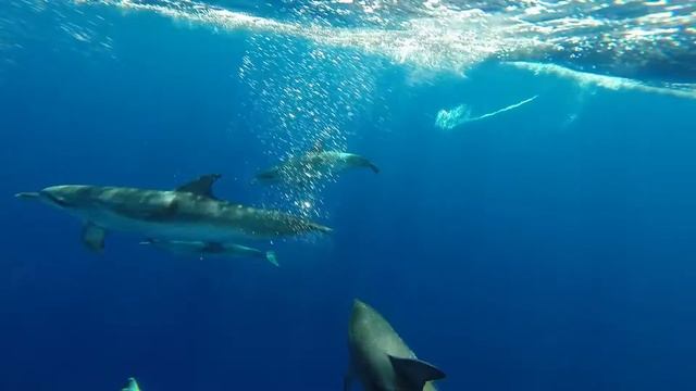BLUE NOSE "not only dolphin" смотреть онлайн