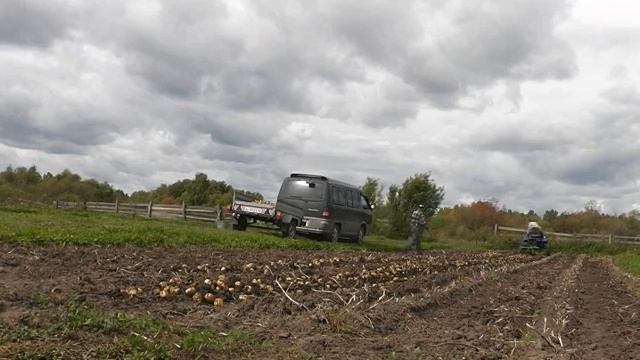 Копаем картошку с напарничком. смотреть онлайн
