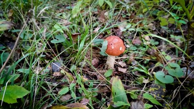 ГРИБНОЕ БЕЗУМИЕ! Лес удивил ОБИЛИЕМ ГРИБОВ