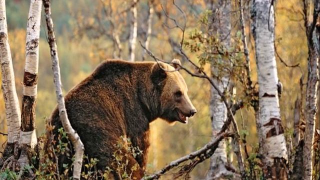 Животные осенью. смотреть онлайн