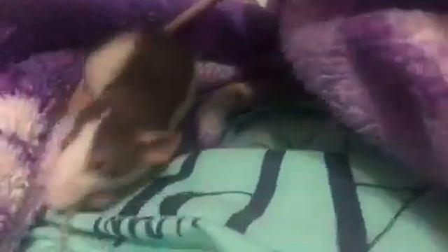 Крыса хаски Гугл играет с украшениями Влог#25 dumbo rat смотреть онлайн