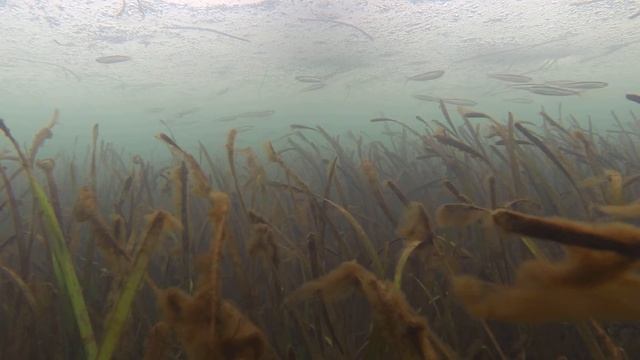 Зимняя рыбалка - ловля корюшки на махалки в г. Владивосток, остров Русский, бухта Полонка смотреть онлайн