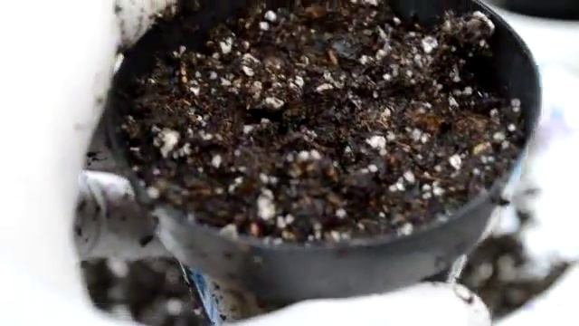 How I Divide and re Plant My Little Pings смотреть онлайн